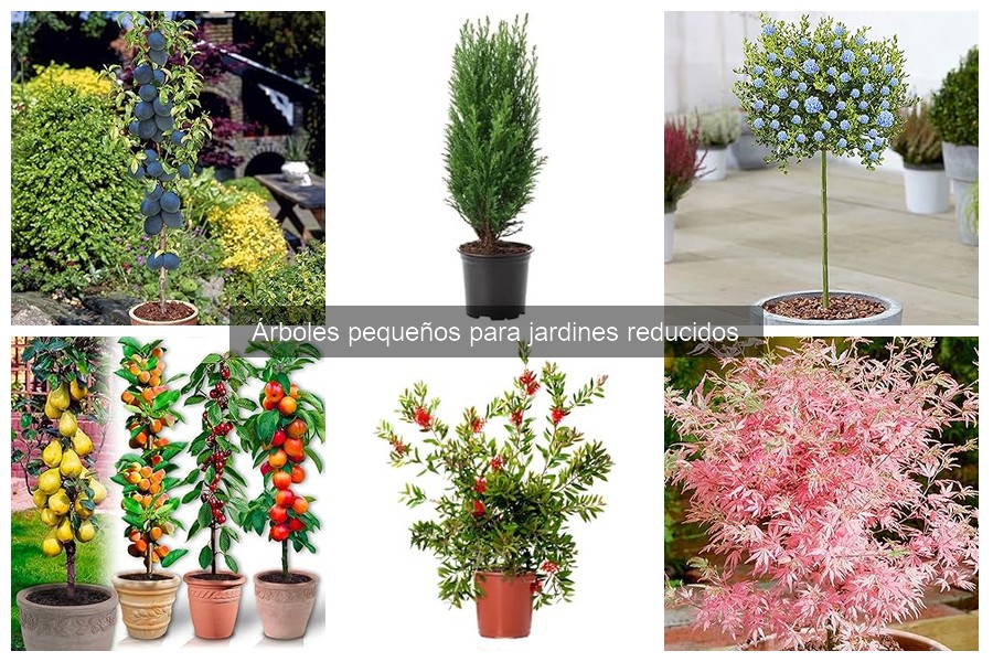 Cómo trasplantar árboles pequeños sin dañarlos: guía práctica