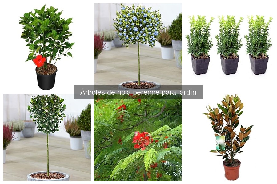 Cómo usar árboles de hoja perenne en paisajismo