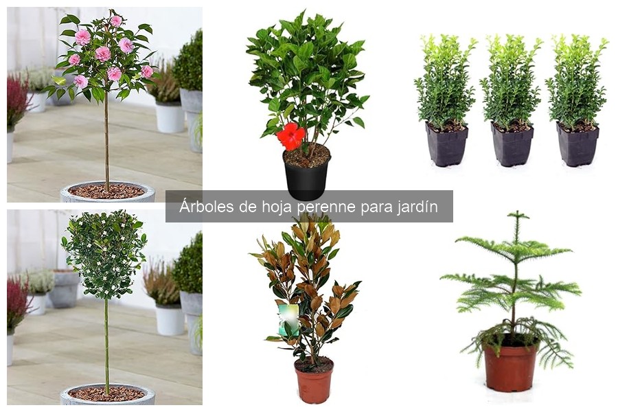 Comparativa: Árboles de Hoja Perenne vs. Hoja Caduca