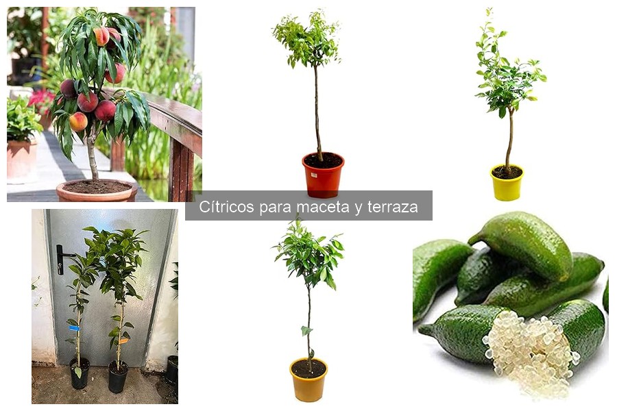 Comparativa: Cítricos enanos vs. normales para macetas