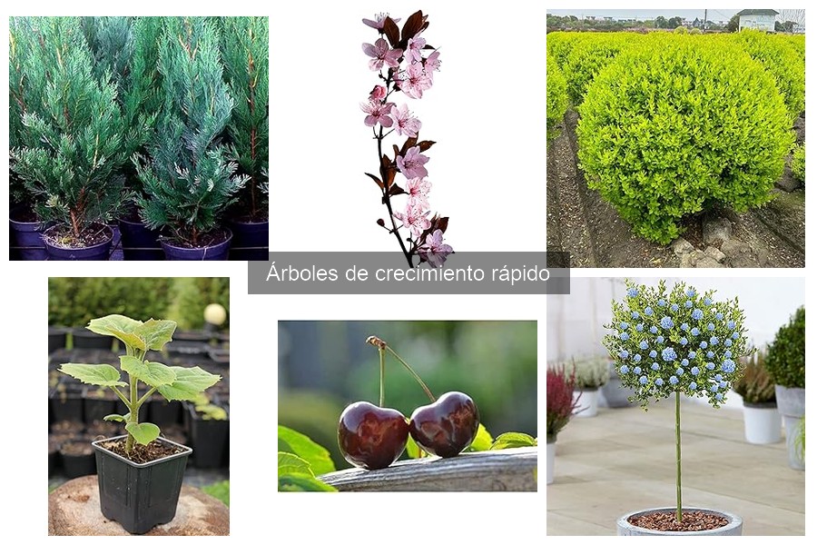 Comparativa de árboles de crecimiento rápido para tu jardín