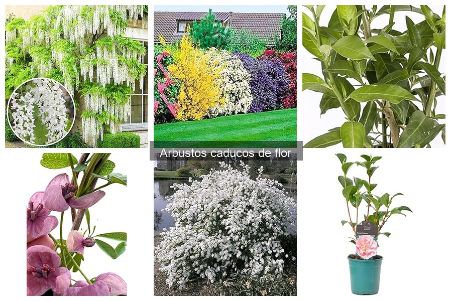 Comparativa de arbustos caducos de flor: marcas y precios