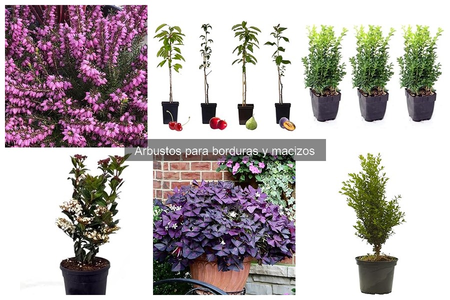 Comparativa de Arbustos para Borduras: Precios y Características