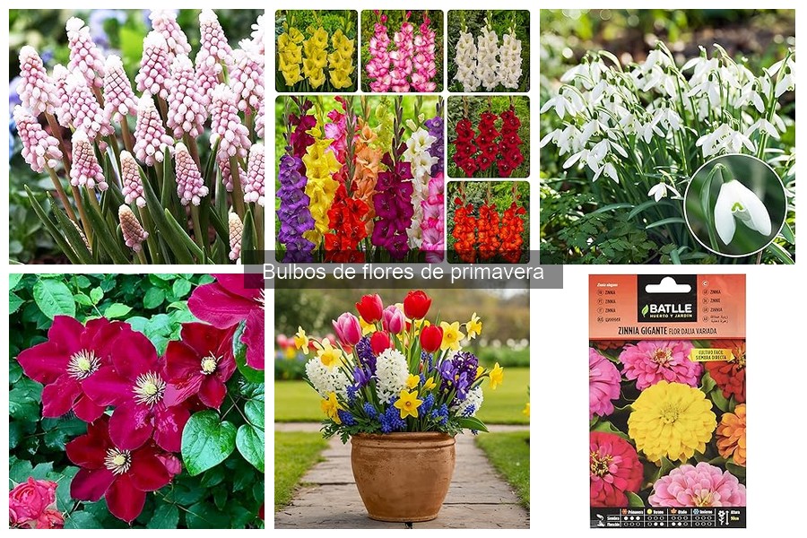 Comparativa de bulbos de flores de primavera más populares