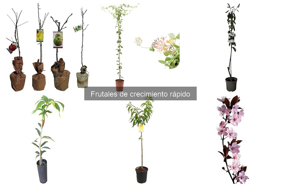 Comparativa de frutales de crecimiento rápido más populares