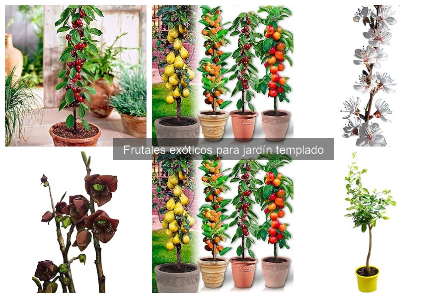 Comparativa de frutales exóticos para jardín templado