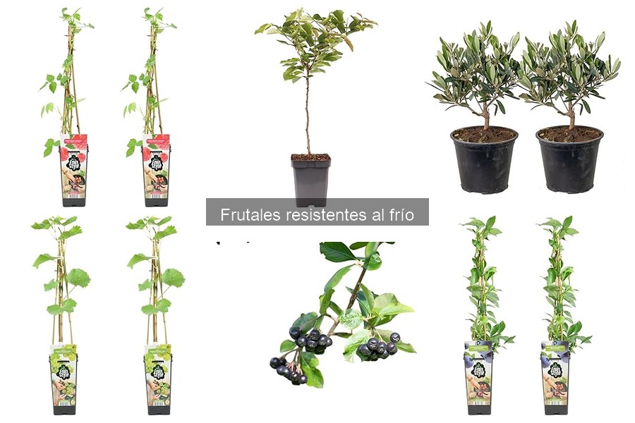 Comparativa de frutales resistentes al frío: calidad y productividad