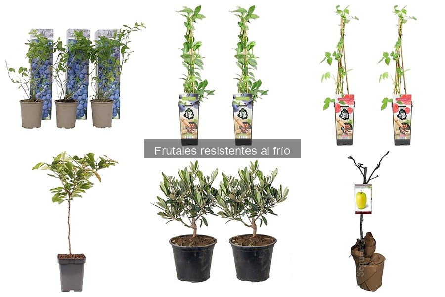 Comparativa de frutales resistentes al frío y precios