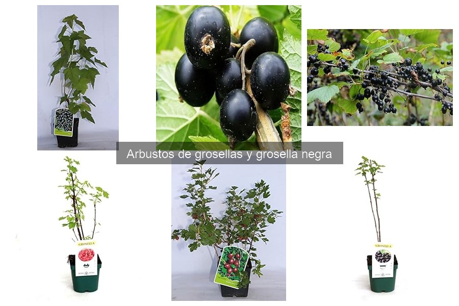 Comparativa de herramientas para cultivar grosellas