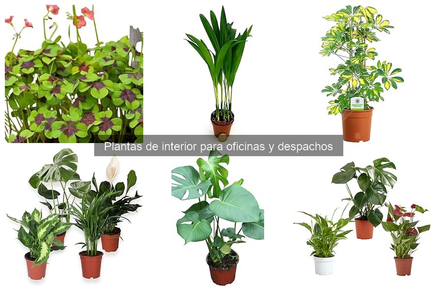 Comparativa de las mejores plantas de interior para oficina