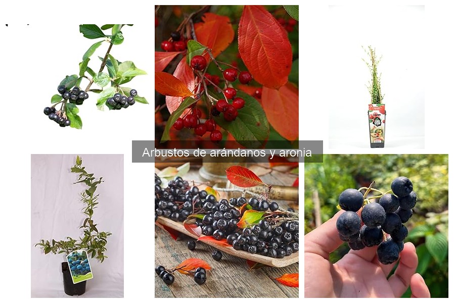 Comparativa de los Mejores Fertilizantes para Arándanos