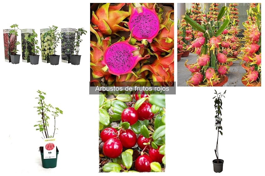 Comparativa de marcas de arbustos de frutos rojos