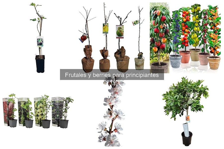 Comparativa de métodos de cultivo de frutales y berries