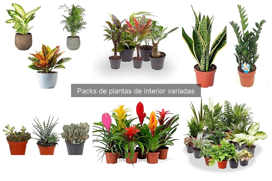 Comparativa de Packs de Plantas de Interior: Mejores Marcas