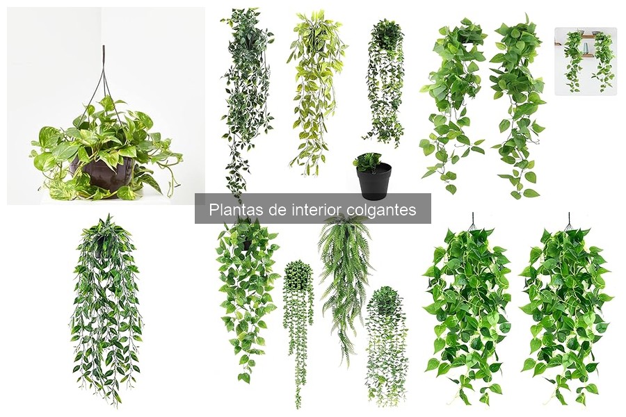 Comparativa de Plantas Colgantes: Elige la Mejor para Tu Hogar