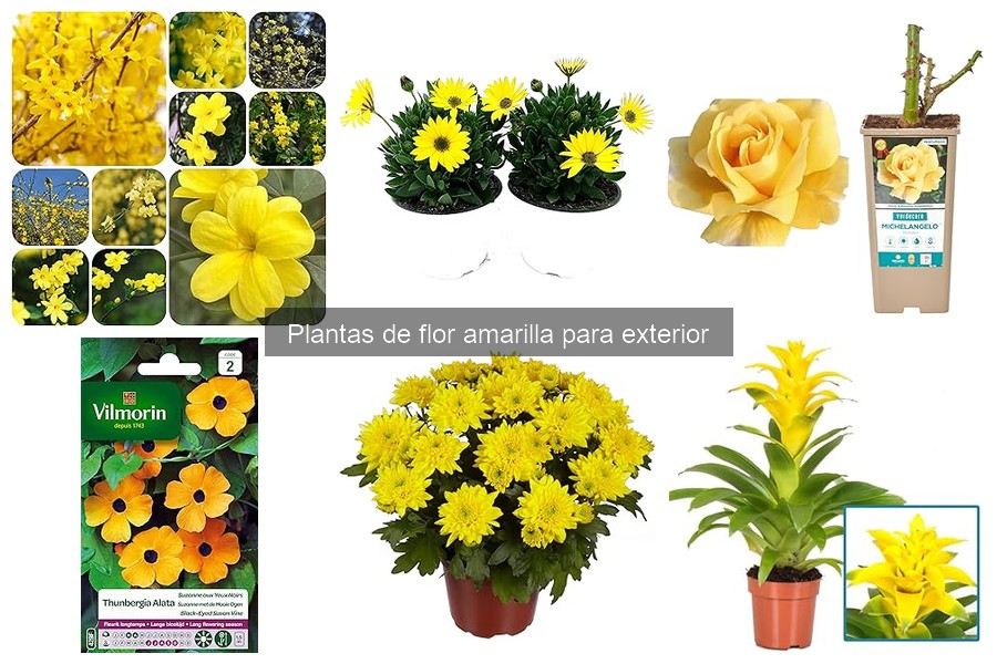 Comparativa de Plantas de Flor Amarilla y Otras Variedades