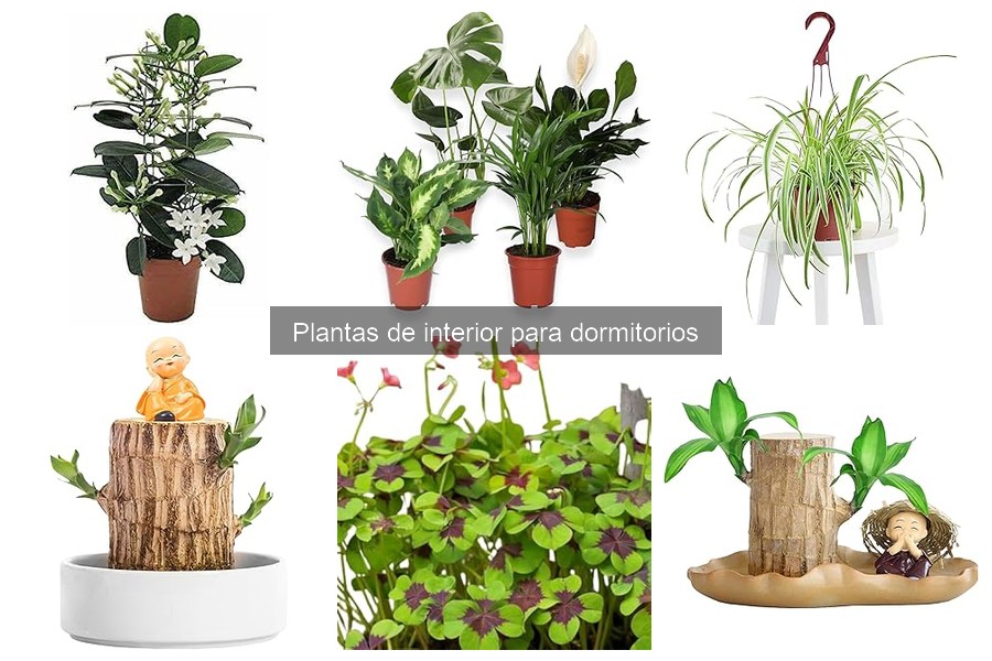 Comparativa de plantas de interior que purifican el aire