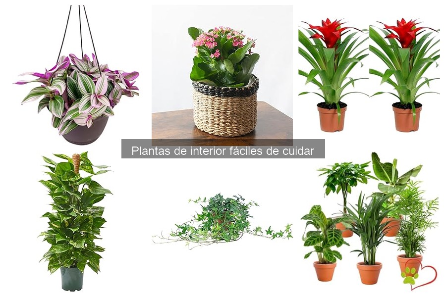 Comparativa de plantas de interior según la luz disponible