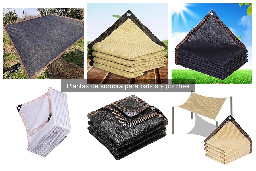 Comparativa de plantas de sombra para patios y porches