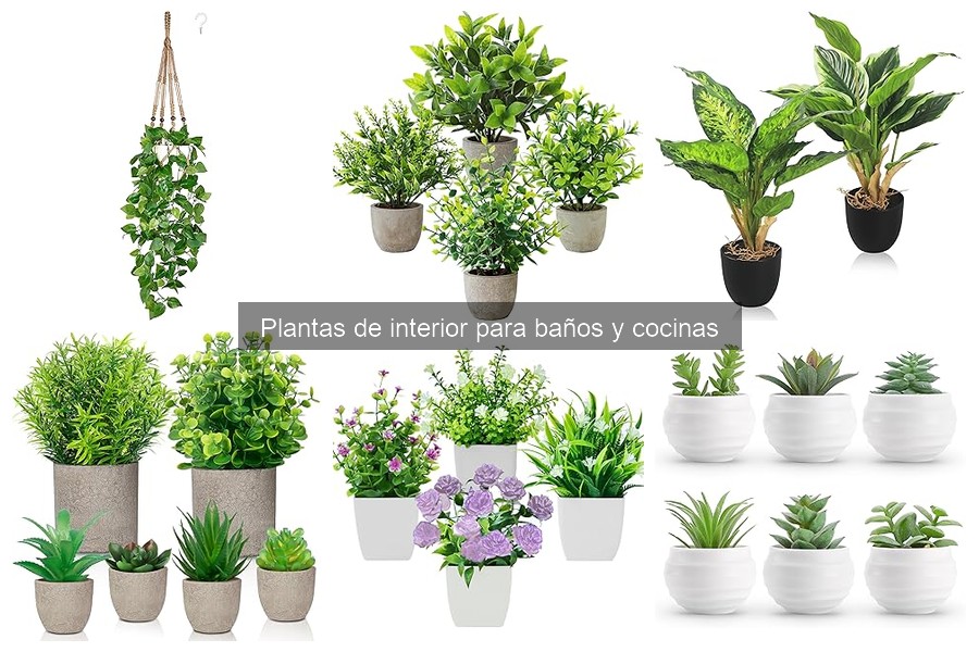 Comparativa de plantas ideales para baños y cocinas