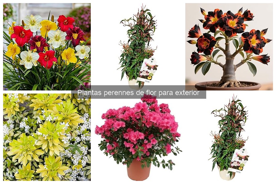 Comparativa de Plantas Perennes de Flor para Exterior
