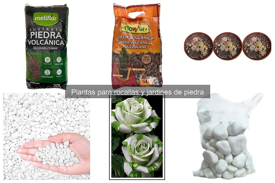 Comparativa de plantas perennes y anuales para rocallas