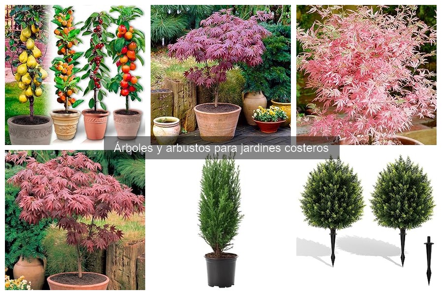 Comparativa de precios: Árboles y arbustos para jardines costeros