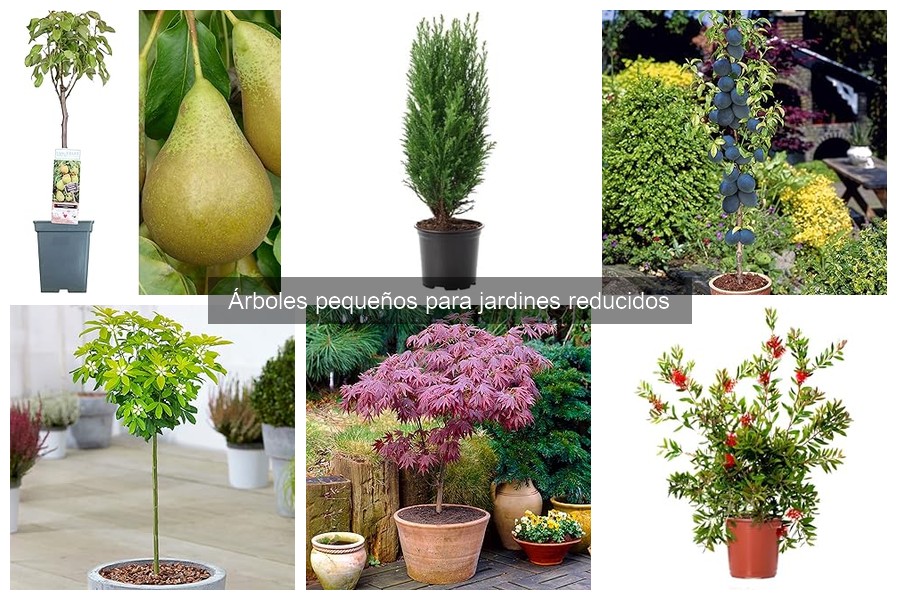 Comparativa de precios de árboles pequeños en viveros