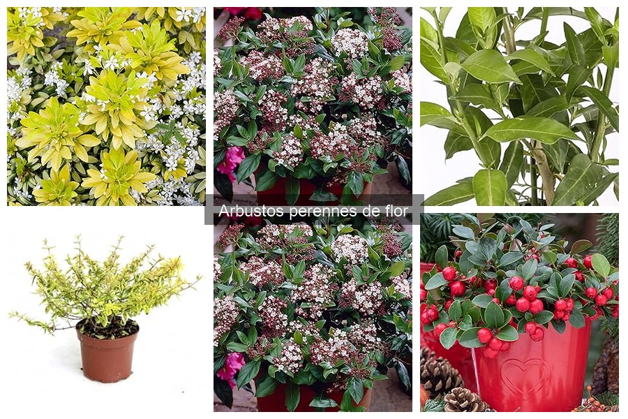 Comparativa de precios de arbustos perennes de flor