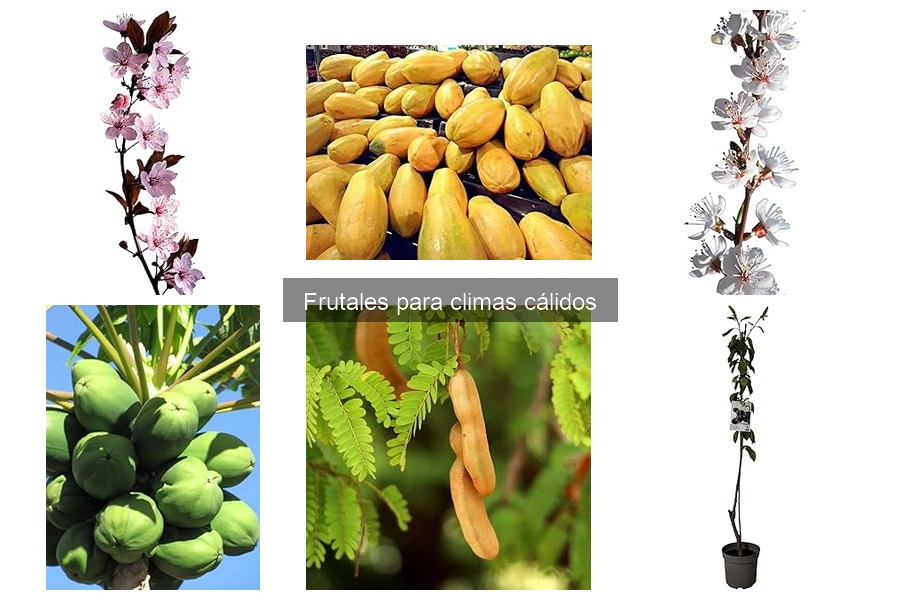 Comparativa de precios de frutales para climas cálidos