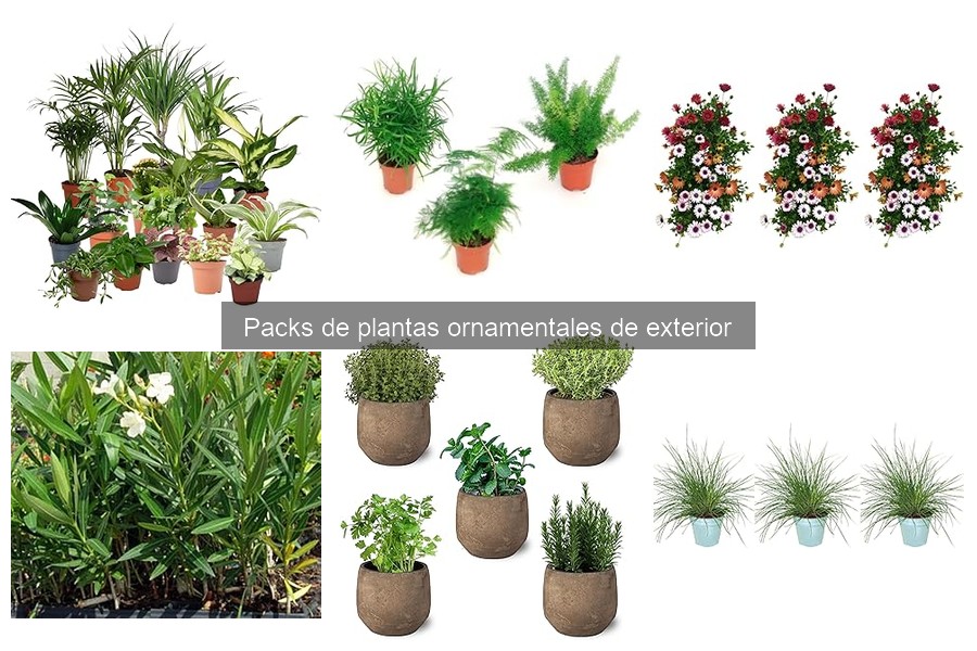 Comparativa de precios de packs de plantas ornamentales