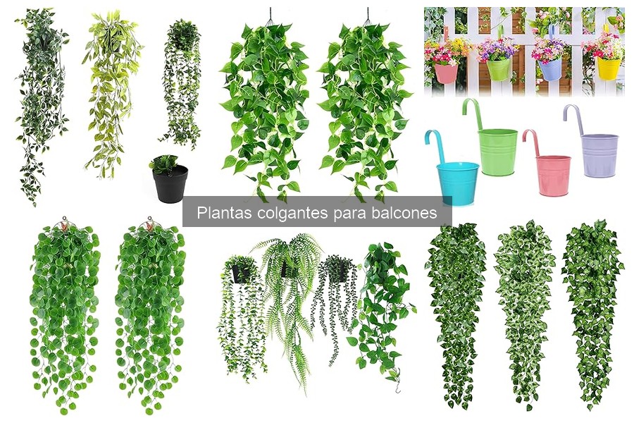 Comparativa de precios de plantas colgantes online
