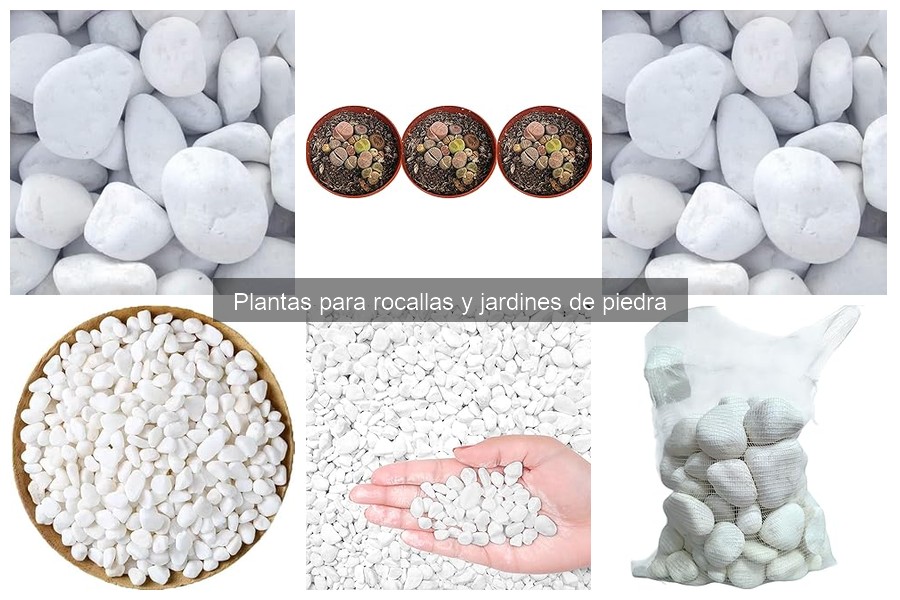 Comparativa de precios de plantas para rocallas en línea