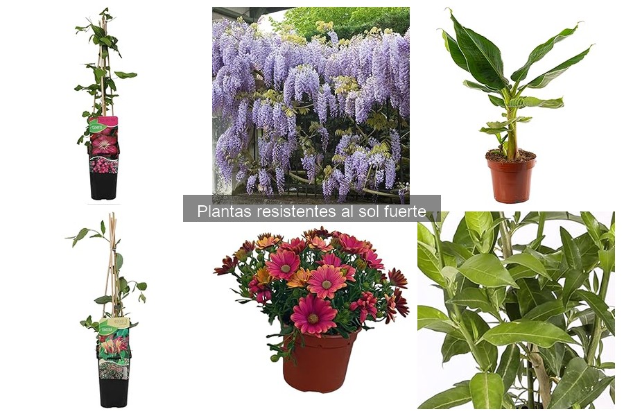 Comparativa de precios de semillas de plantas resistentes al sol