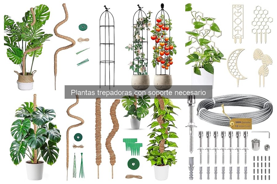 Comparativa de Soportes para Plantas Trepadoras: ¿Cuál Elegir?