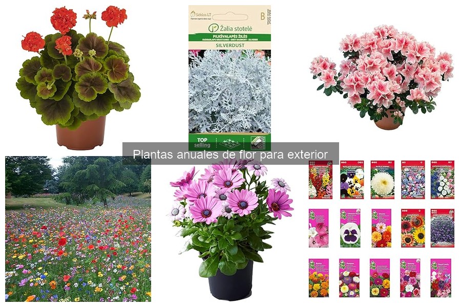 Comparativa de variedades de plantas anuales de flor para exterior