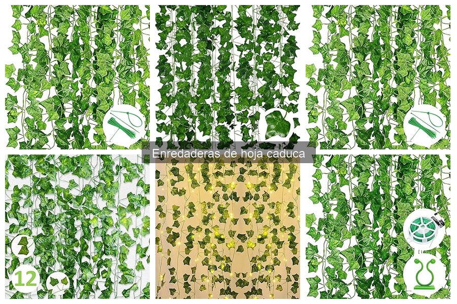 Comparativa: Enredaderas de Hoja Caduca vs. Perennes