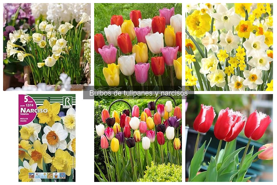 Comparativa entre Bulbos de Tulipanes y Narcisos