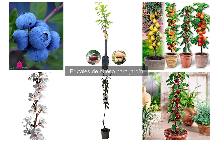 Comparativa: Frutales de hueso vs. otros frutales