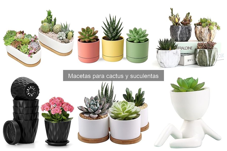 Comparativa: Macetas de Barro vs Plástico para Suculentas