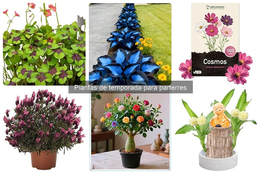 Comparativa: Plantas Anuales vs. Perennes para Parterres