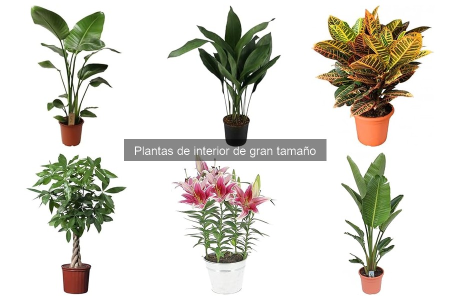 Comparativa: Plantas de Interior Grandes vs. Pequeñas