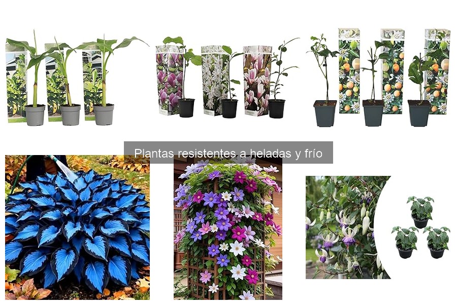 Comparativa: Plantas Perennes vs Anuales Resistentes al Frío