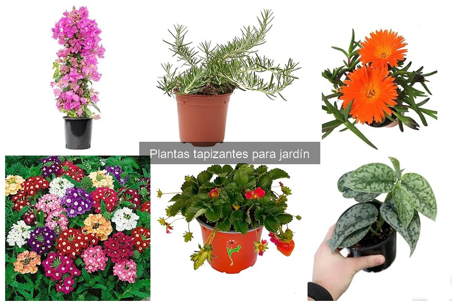 Comparativa: Plantas Tapizantes vs. Césped Tradicional