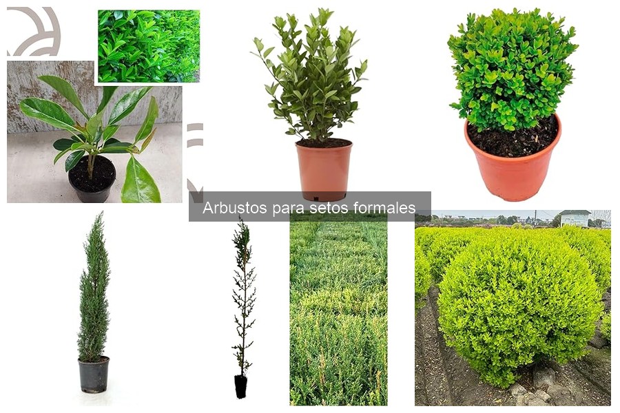 Comparativa: Setos Formales vs. Arbustos Ornamentales