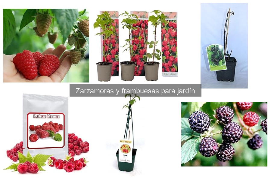 Comparativa: ¿Zarzamoras o Frambuesas para tu Jardín?