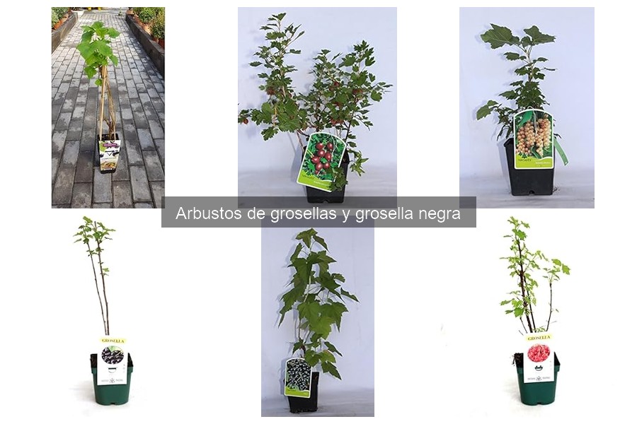 Conoce los arbustos de grosellas: características y clasificación
