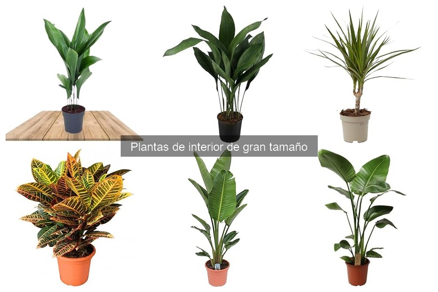 Consejos para Cuidar Plantas de Interior Grandes
