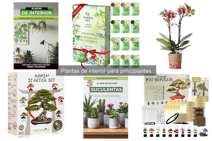 Consejos para Decorar con Plantas de Interior