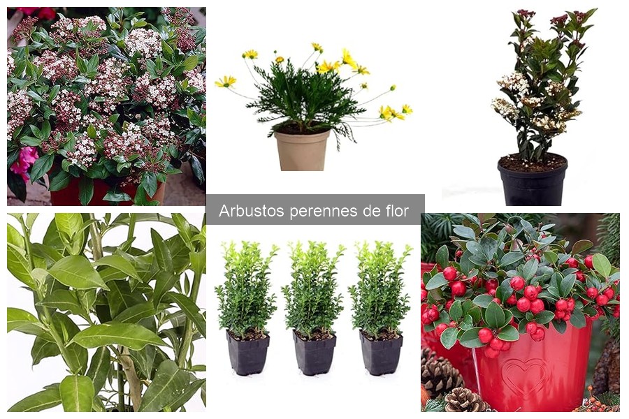 Consejos para Diseñar Tu Jardín con Arbustos Perennes de Flor